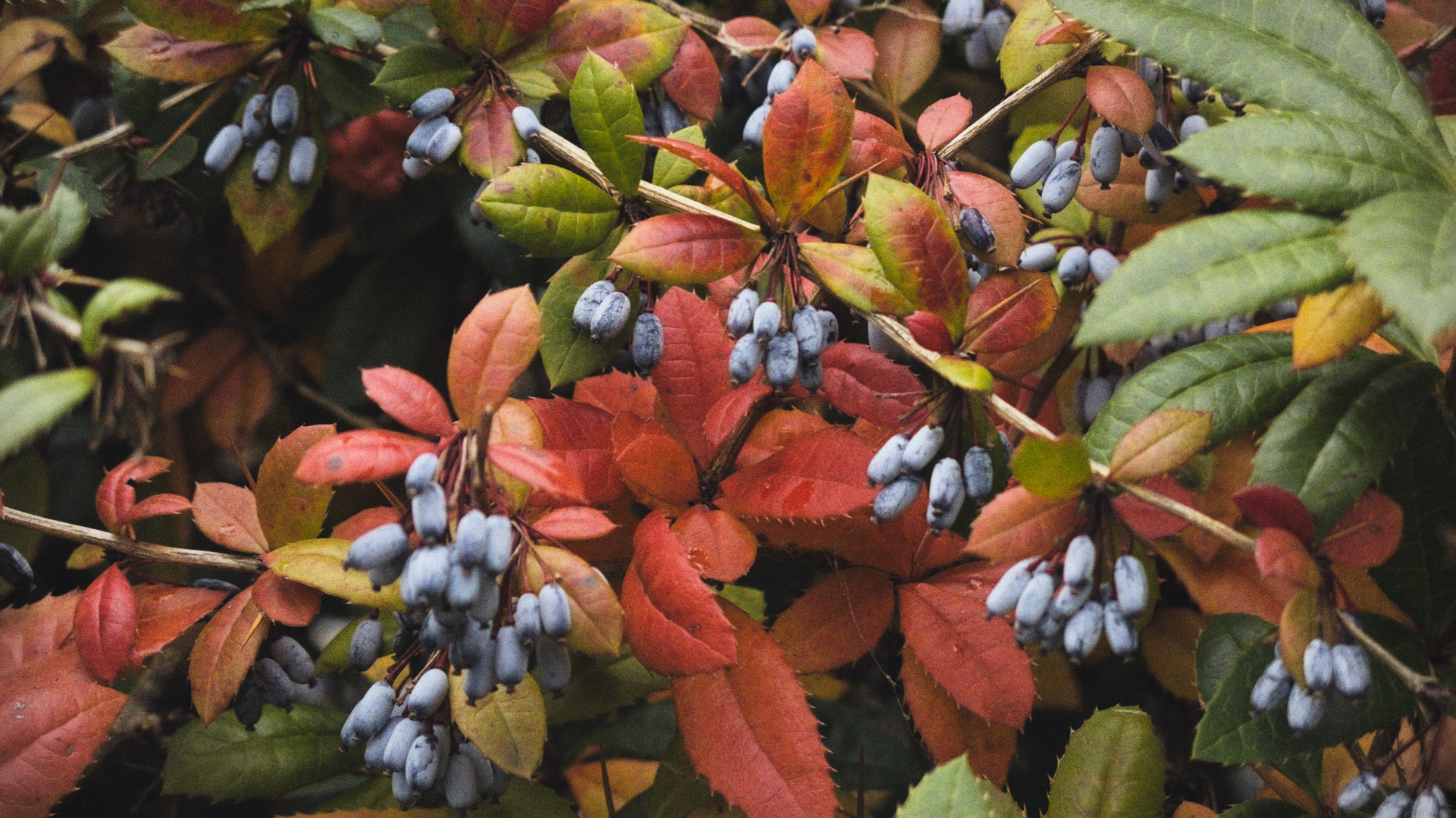 closeup of some berries on bush